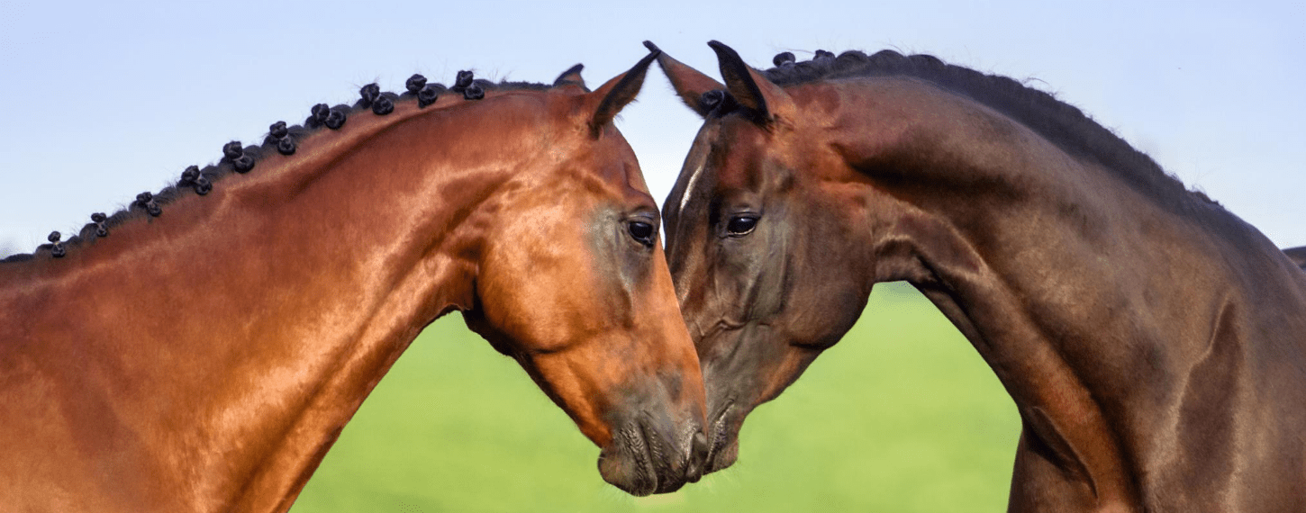 Verbieden namens Aas Lees alles over balancers voor paarden | De Paardendrogist De Paardendrogist