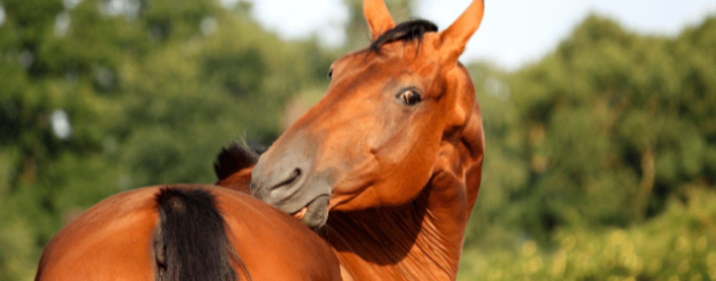 Annoteren openbaar woede Ondersteun staart- en manen eczeem op natuurlijke wijze De Paardendrogist